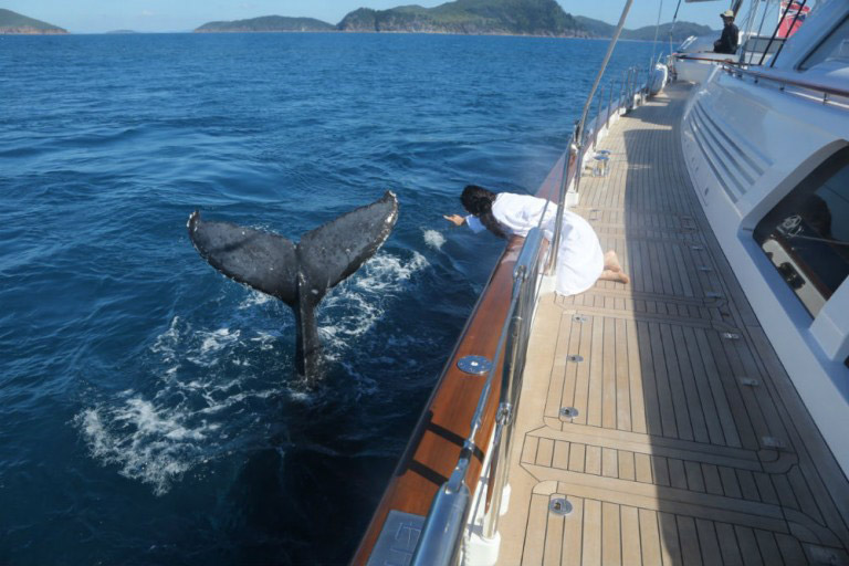 Humpback Whales swim along side sailing yacht Ethereal