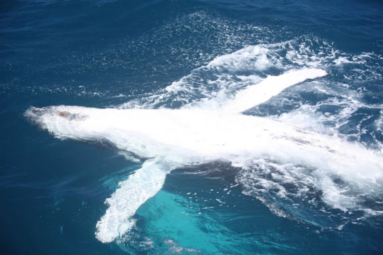 Humpback whale swims in Pacific Ocean